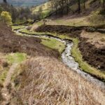 Stabilizarea malurilor cu vegetație: avantaje și limite